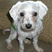 Thumbnail photo of Jerry Lewis*Adopted #2