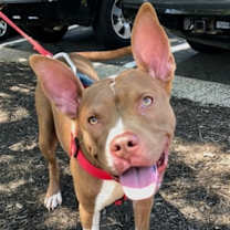 Thumbnail photo of Holly *Adopt or Foster* #1