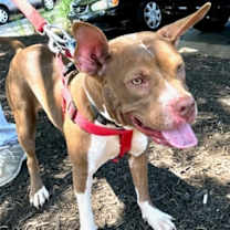 Thumbnail photo of Holly *Adopt or Foster* #2