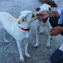 Thumbnail photo of Russo #4