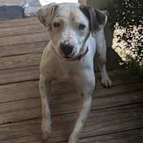 Thumbnail photo of Junie #2