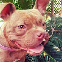 Thumbnail photo of Rosie #2