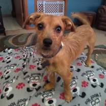 Thumbnail photo of Huey #2