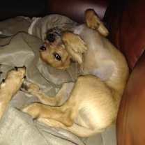 Thumbnail photo of Huey #3