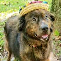 Thumbnail photo of Louie #1