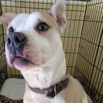 Thumbnail photo of Cody #2