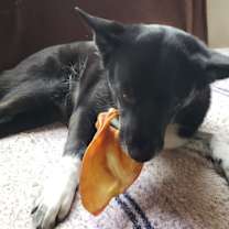 Thumbnail photo of Lucy #3