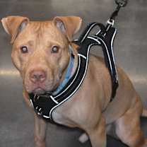 Thumbnail photo of Sam #1