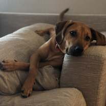 Thumbnail photo of Lucy #1