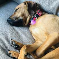 Thumbnail photo of Lucy #3