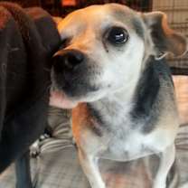 Thumbnail photo of Scruffy #2