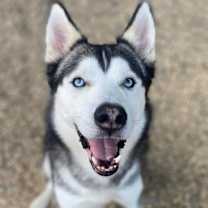 Thumbnail photo of Blue #1