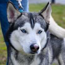 Thumbnail photo of Blue #2