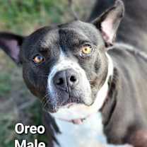 Thumbnail photo of Oreo #1