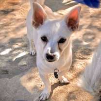 Thumbnail photo of RIGBY #2