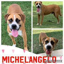Thumbnail photo of Michelangelo #1