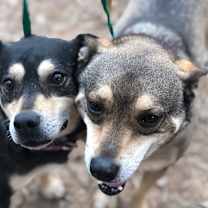 Thumbnail photo of Simon #4