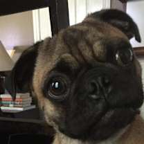 Thumbnail photo of Jake #1