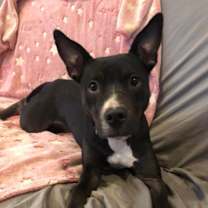 Thumbnail photo of Mango #2