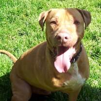 Thumbnail photo of Buster #3