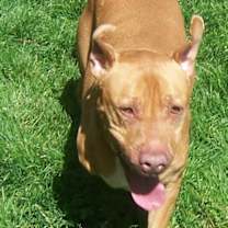 Thumbnail photo of Buster #4