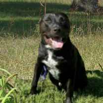 Thumbnail photo of Hemi #1