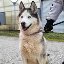 Thumbnail photo of SABOR HUSKY #2
