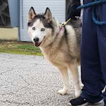 Thumbnail photo of SABOR HUSKY #3
