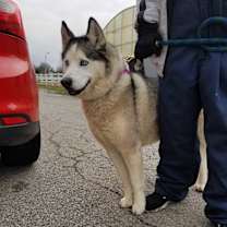 Thumbnail photo of SABOR HUSKY #4