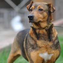 Thumbnail photo of Cassie #3