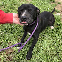 Thumbnail photo of Oreo #2