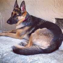 Thumbnail photo of Sadie #2