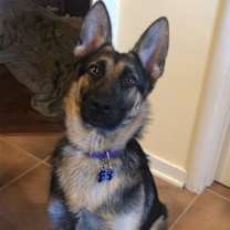 Thumbnail photo of Sadie #3