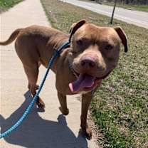 Thumbnail photo of Diesel #4