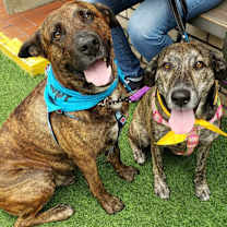 Thumbnail photo of Sam and Susy #4