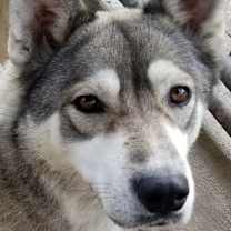 Thumbnail photo of Nyah #1