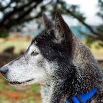 Thumbnail photo of Shadow #1