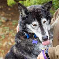 Thumbnail photo of Shadow #2