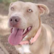 Thumbnail photo of Daisy #2