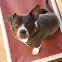 Thumbnail photo of Oreo #3