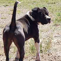 Thumbnail photo of Oreo #4