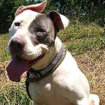 Thumbnail photo of Archie - very sweet boy #2