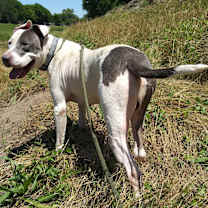 Thumbnail photo of Archie - very sweet boy #3