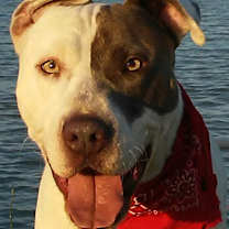 Thumbnail photo of Archie - very sweet boy #4