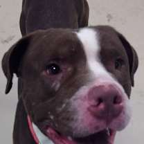 Thumbnail photo of Prince - LOWELL, IN #2