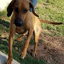 Thumbnail photo of Teddy #3