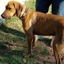 Thumbnail photo of Teddy #4