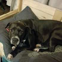 Thumbnail photo of Shiloh #2