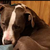 Thumbnail photo of Zeus #2