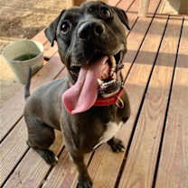 Thumbnail photo of Lincoln #2